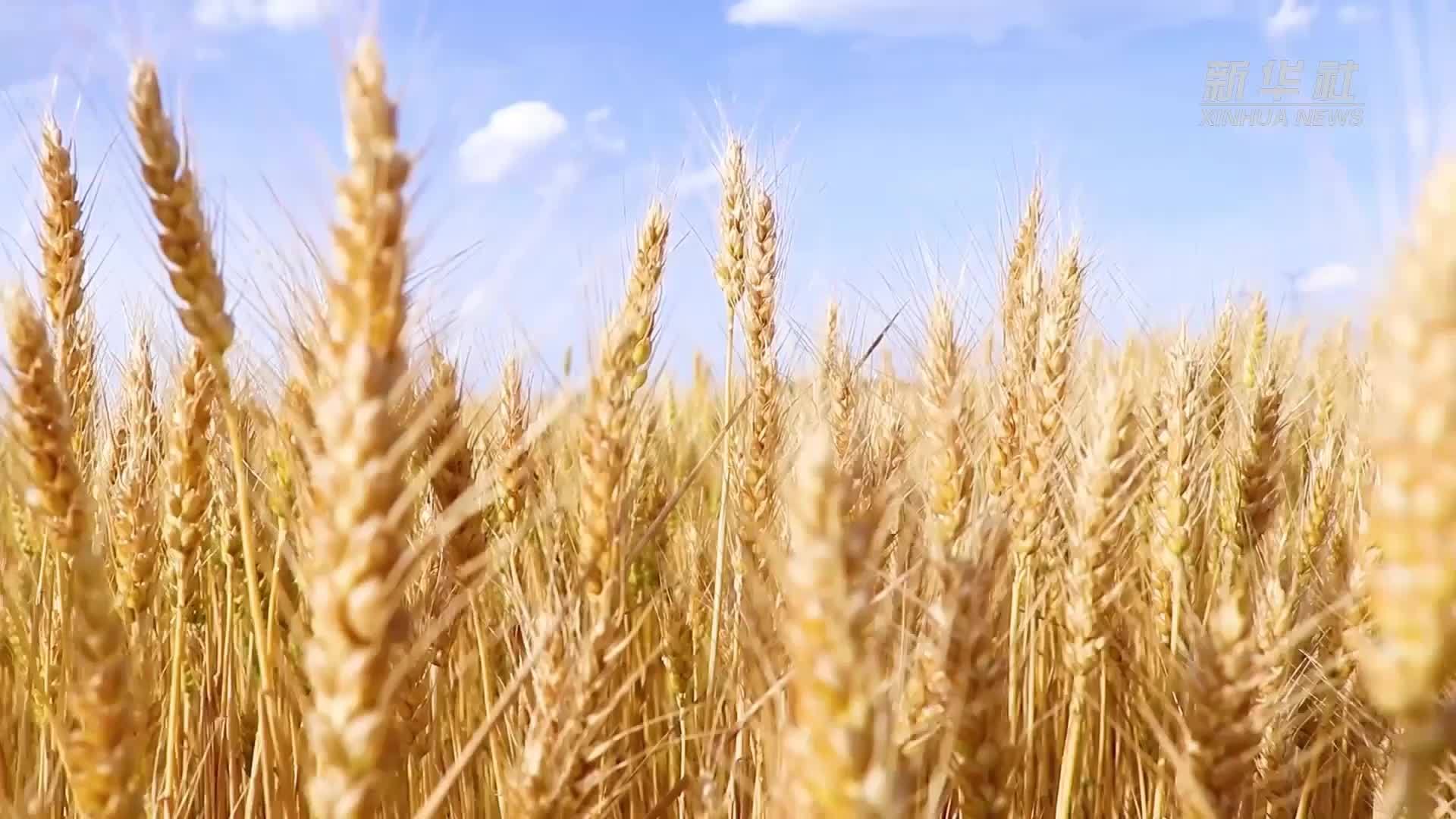 从“等客来”到“迎客归”——看皖北粮仓如何念好夏收“服务经”