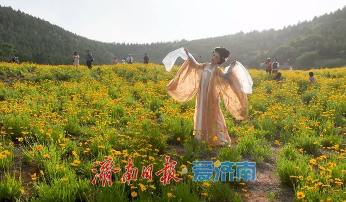 來蚰蜒山賞金雞菊 邂逅初夏詩意時光初夏時節