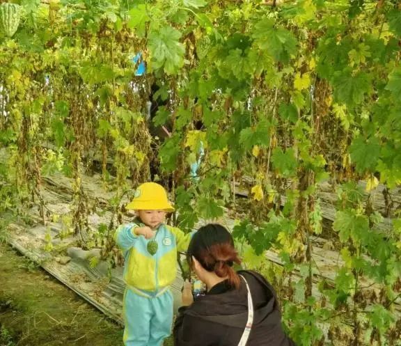 土特产赋能“百千万工程” 杜阮凉瓜美食文化旅游系列活动圆满收官