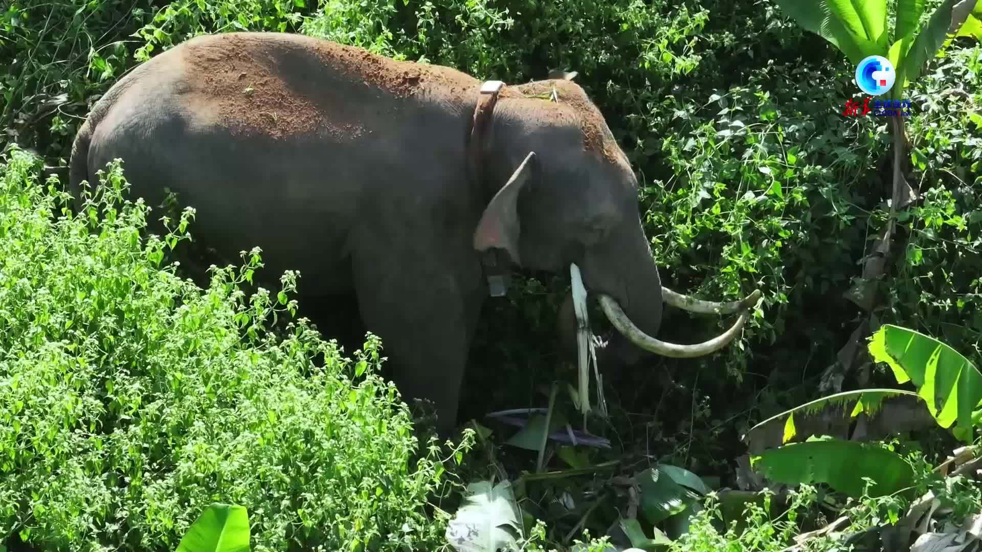全球连线｜中国首例！亚洲象“阿宝”成功野化生存逾一年