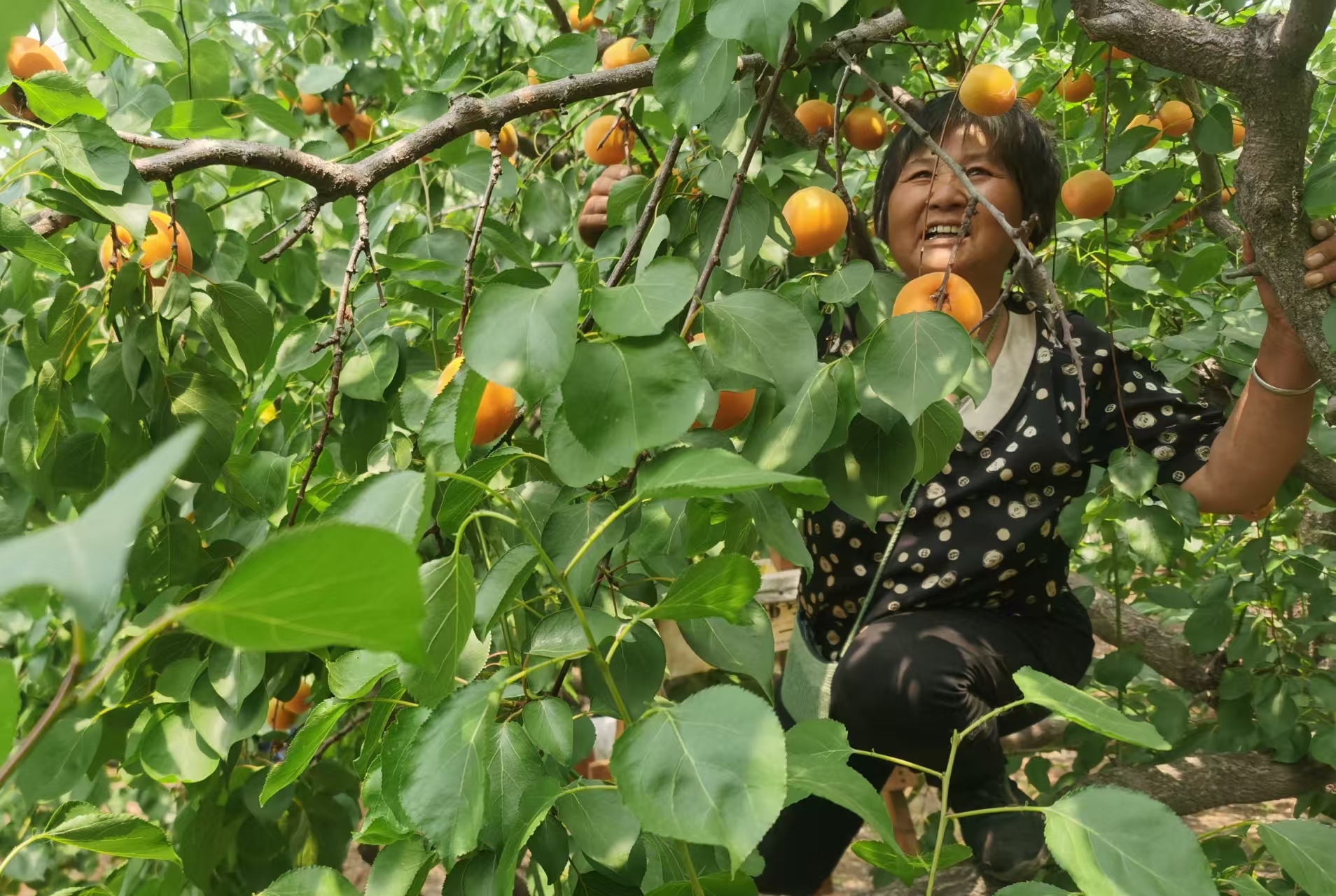 “杏”福而至，铜山马集十里杏花村等你来