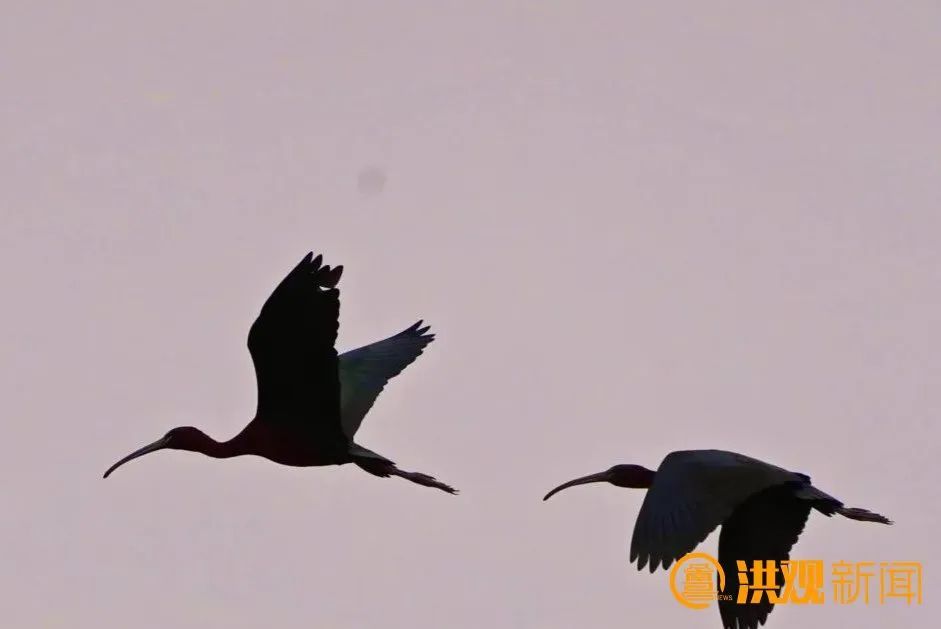 南昌罕現國家一級保護野生動物彩鹮 就在天香園