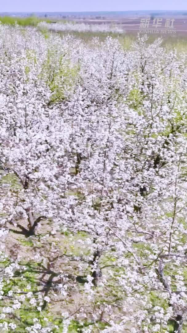 千城胜景｜吉林梨树：赴一场梨花之约