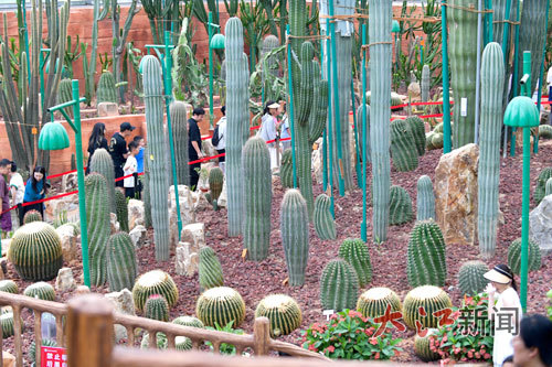 园内的仙人掌等植物