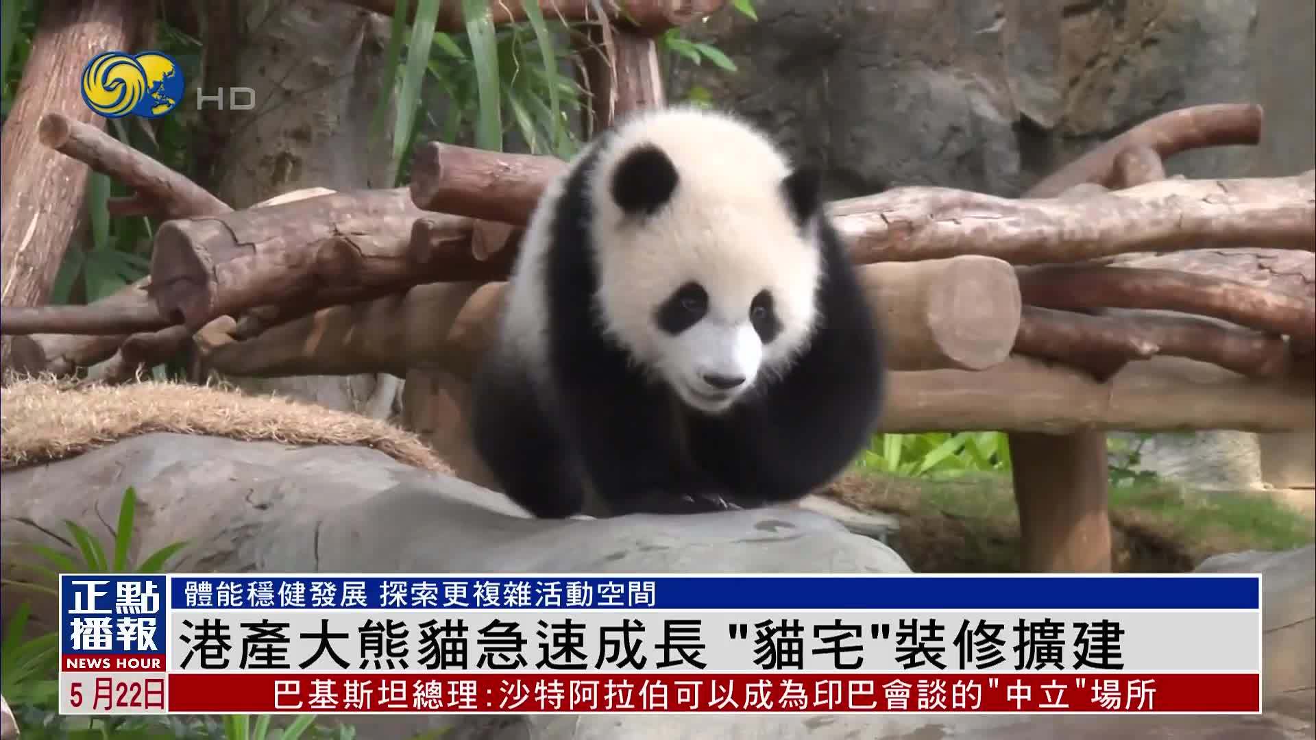 港产大熊猫急速成长“猫宅”装修扩建