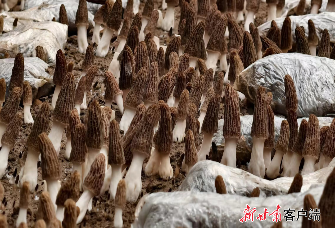 红古区生产的羊肚菌　红古区农业农村局供图