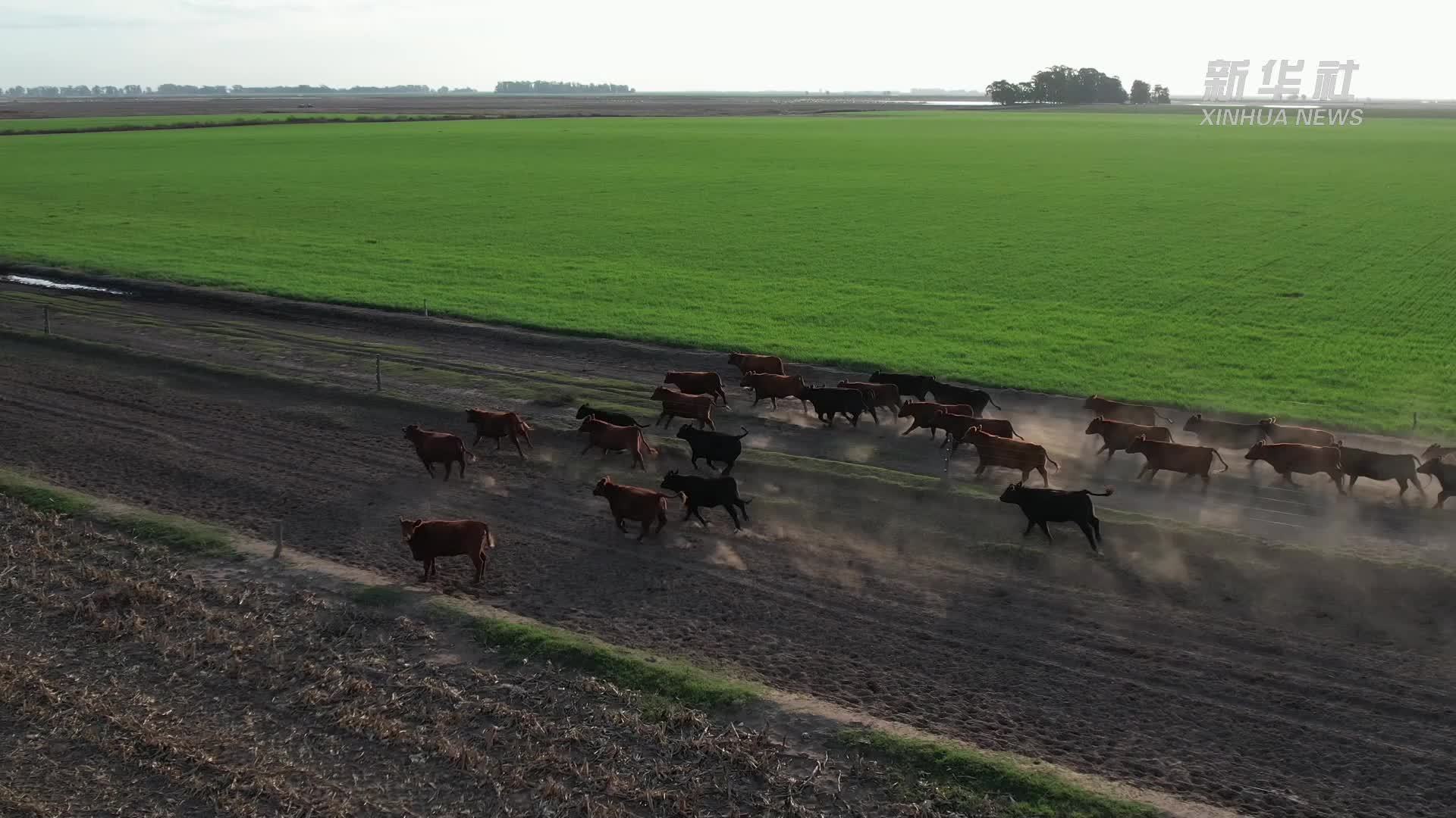 阿根廷牧场主：将牛肉卖到充满机遇的中国去