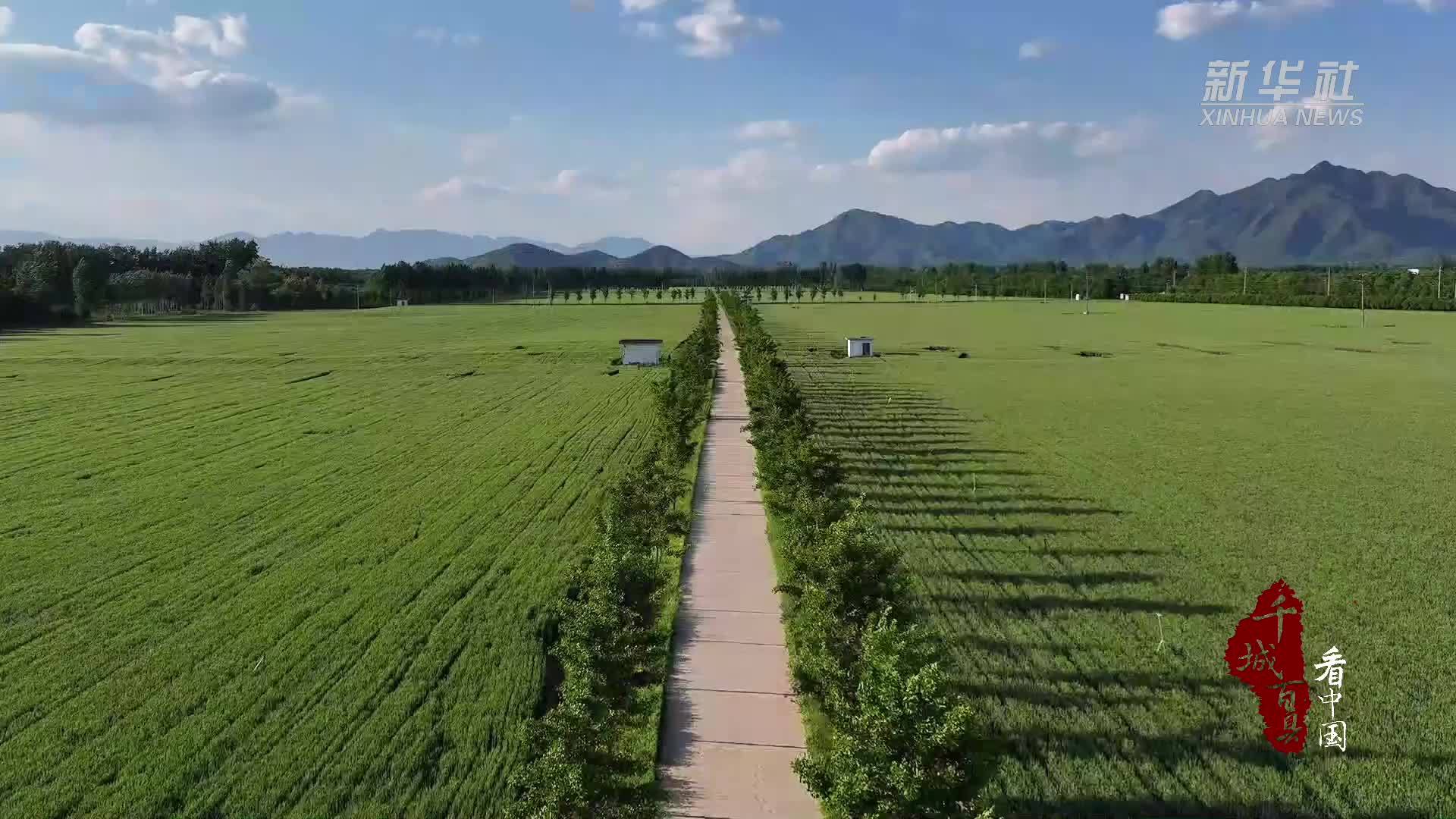 千城百县看中国｜北京顺义：麦田翻碧浪 穗满待丰收