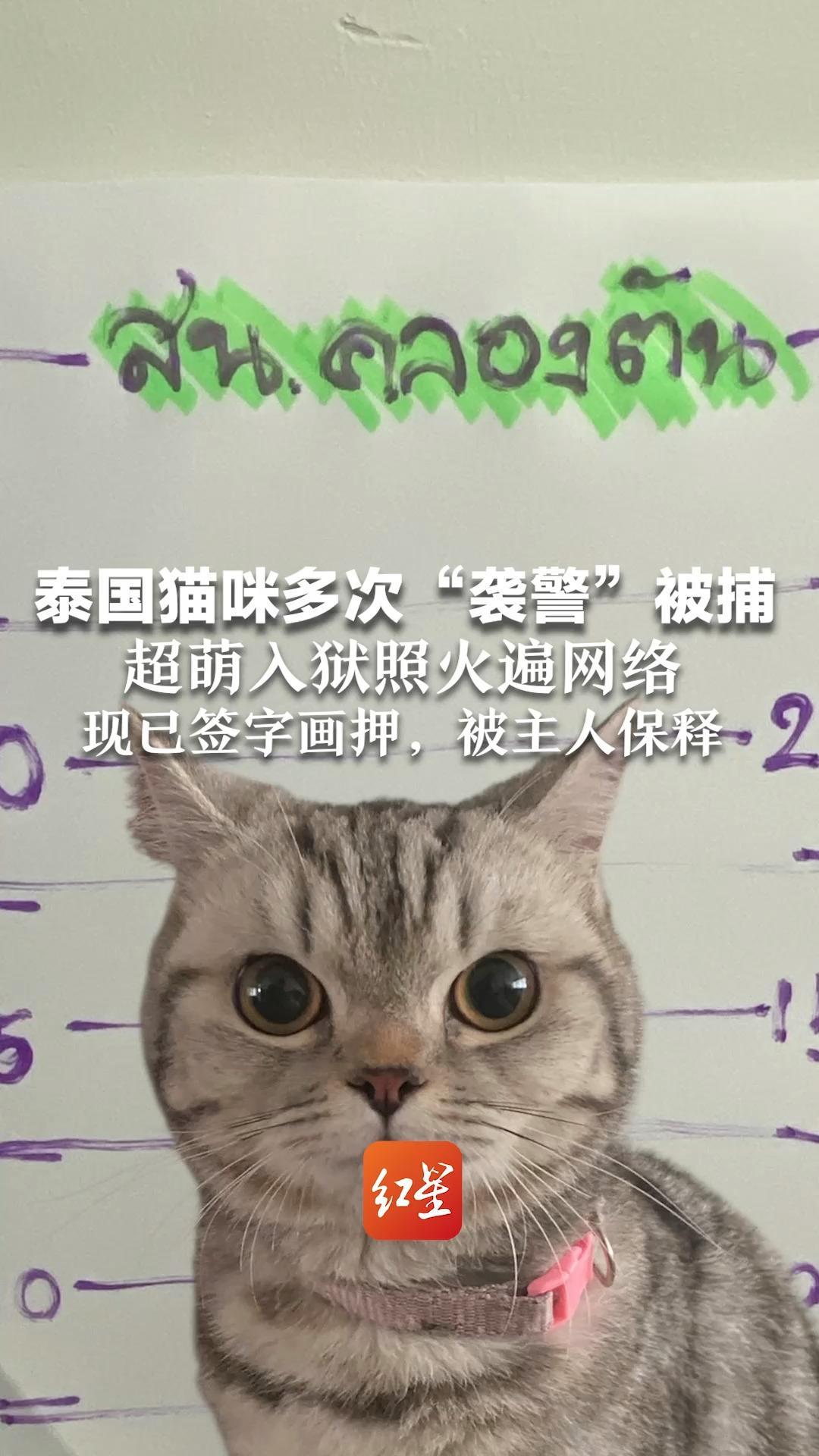 泰国猫咪多次“袭警”被捕 超萌入狱照火遍网络 现已签字画押，被主人保释