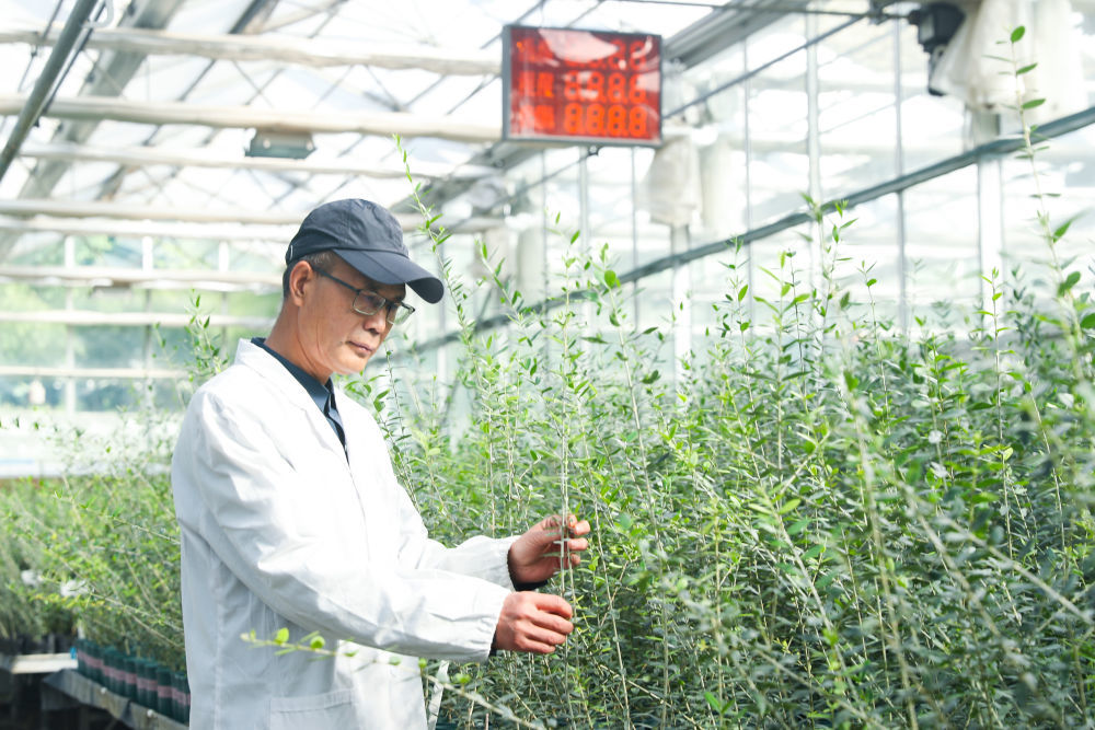 王贵德在观察航天育种的油橄榄苗生长情况　新华社记者　郎兵兵　摄