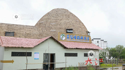 蓝冠噪鹛科普馆