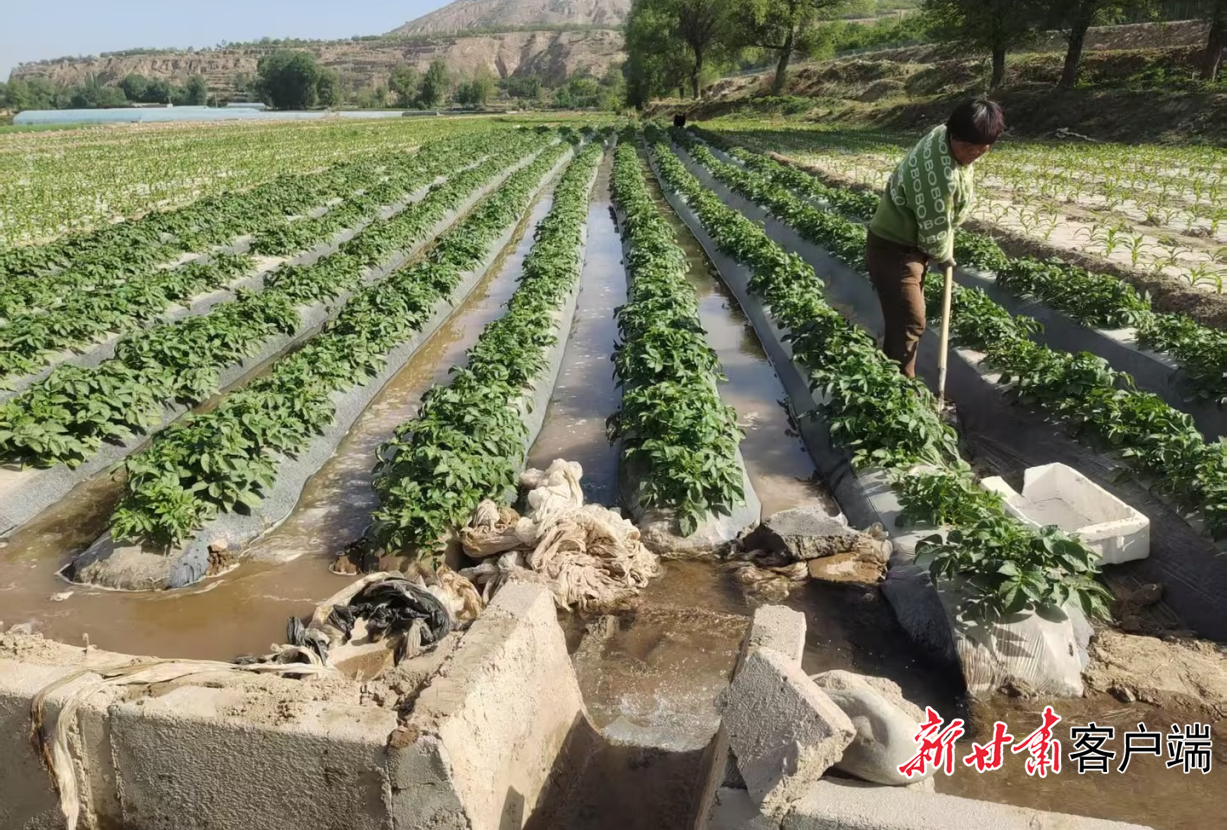 定西市临洮县农作物得到及时有效的灌溉　临洮县水务局提供