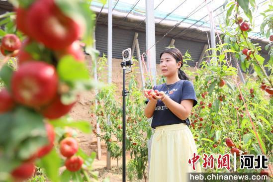 图为在南宫市苏村镇蟠桃种植基地，果农通过网络销售蟠桃。 田优 摄