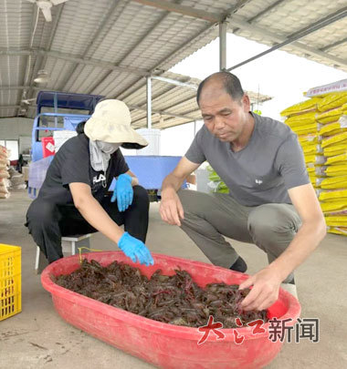 养殖户徐绘高与村民分拣虾苗。邬强 摄