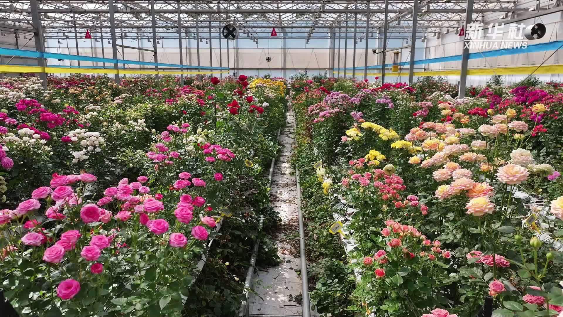 装上“中国芯”——千余个月季新品在云南发布