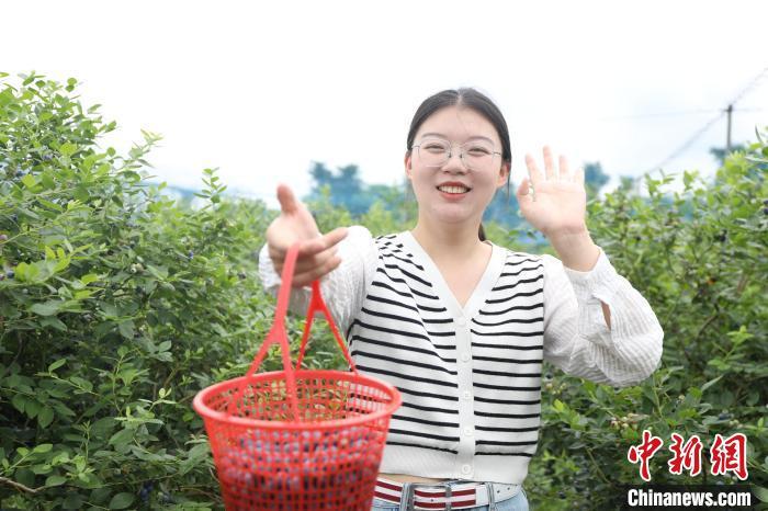 正在采摘蓝莓的游客。　赣县区融媒体中心供图