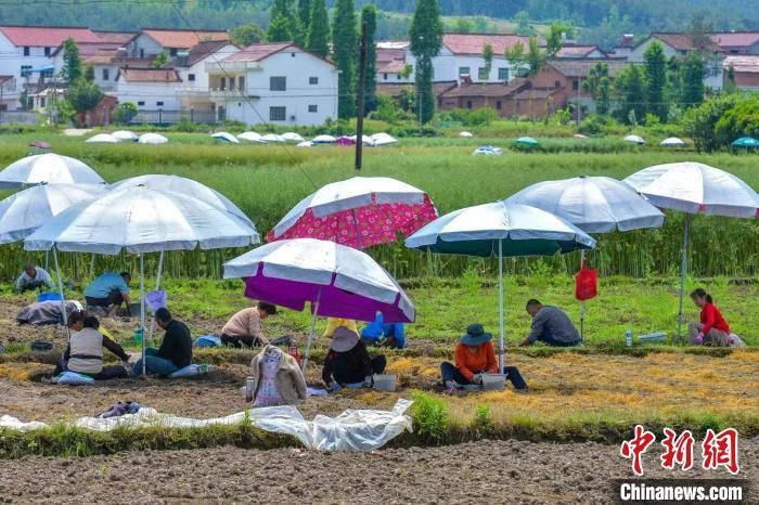初夏时节,陕西汉中的农户正在采挖元胡。 罗汉涛 摄