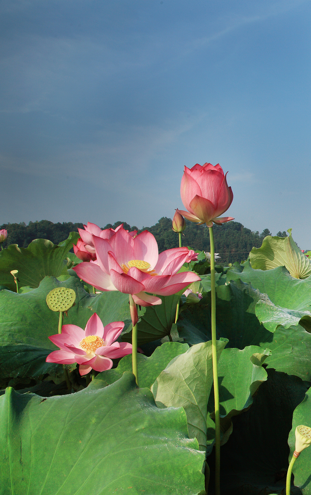 △湘莲(图/视觉中国)