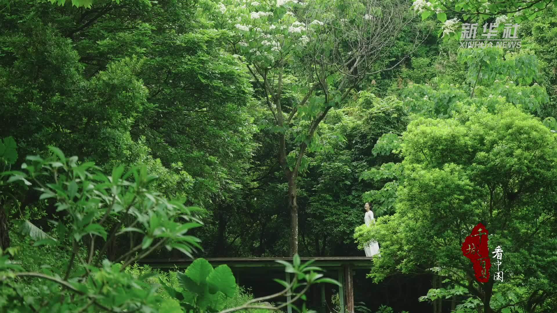 千城百县看中国｜厦门同安：桐花簌簌 山野披雪