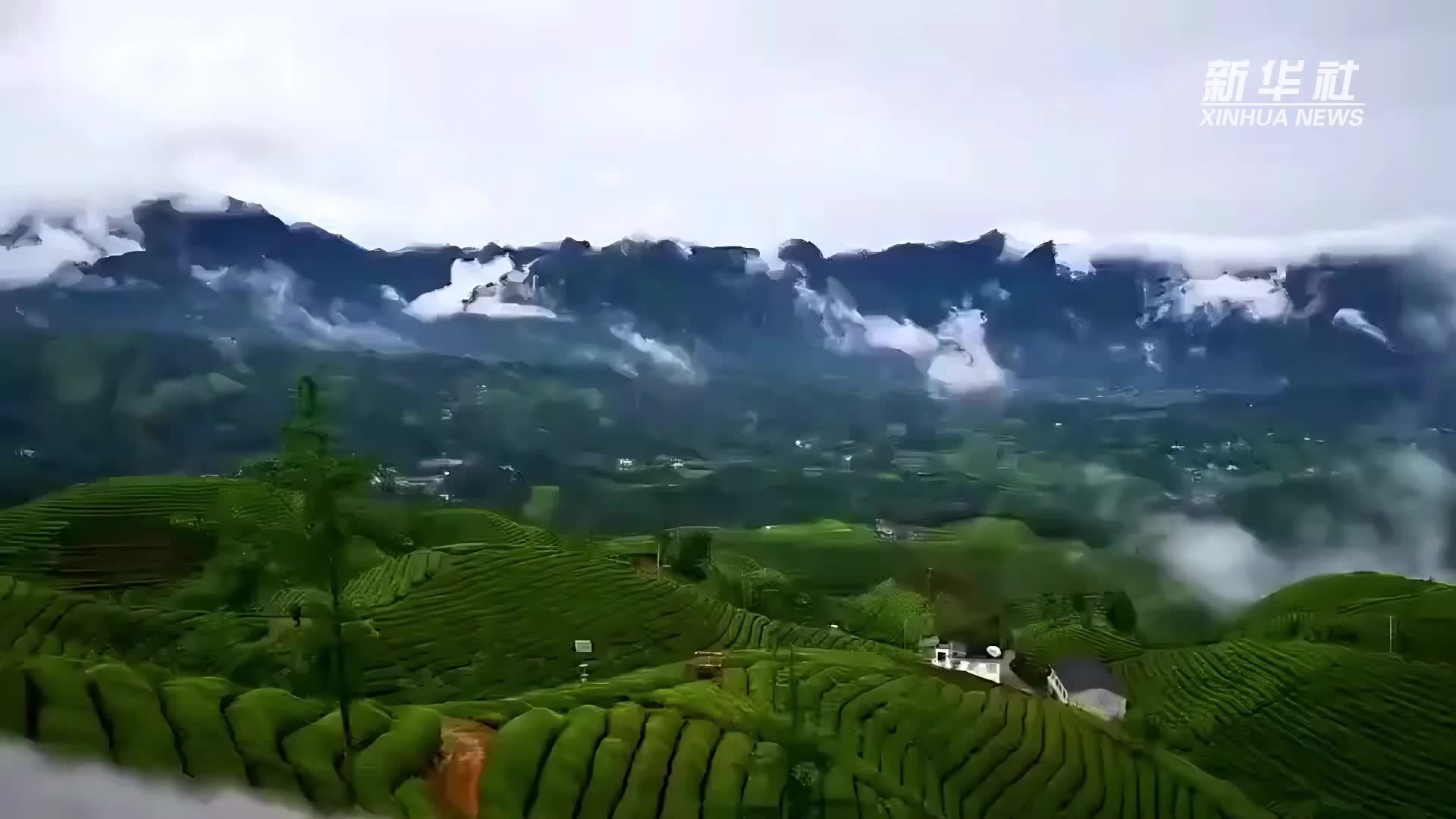 一叶话三变 茶韵焕新生｜茶园变公园 一座茶园绘就乡村振兴新画卷