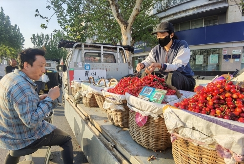 “果盘子”上新啦！济南樱桃集中上市，价格亲民美味诱人