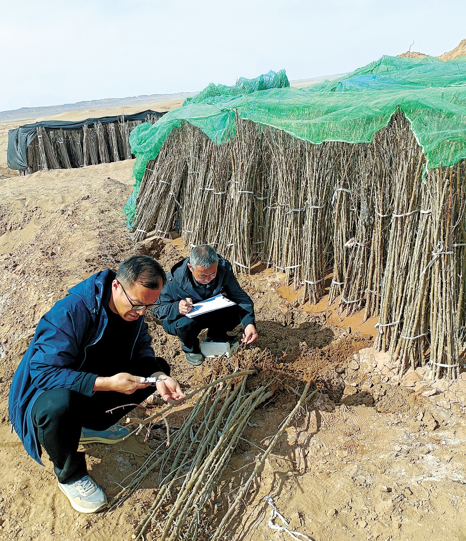 检疫苗木 代云 摄