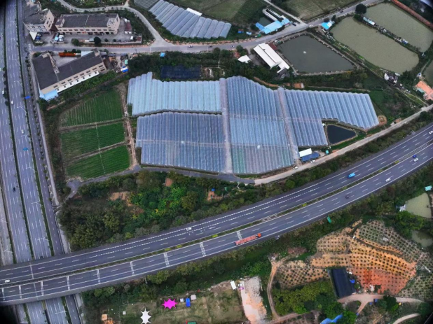 杜阮凉瓜现代化种植基地
