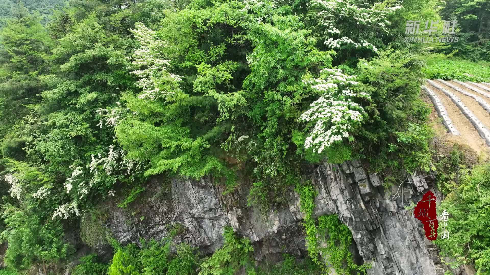 千城百县看中国｜湖北鹤峰：四照花点燃了山间白