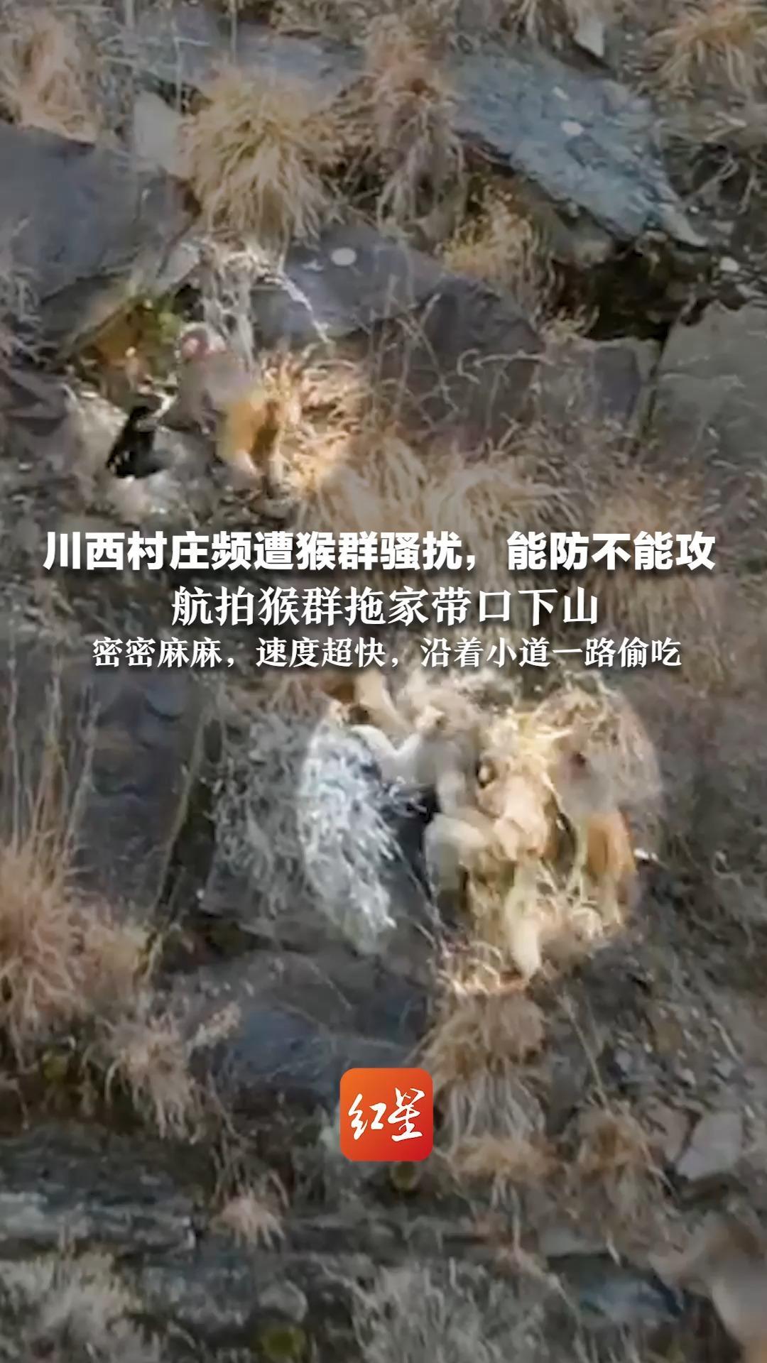 川西村庄频遭猴群骚扰，能防不能攻  航拍猴群拖家带口下山   密密麻麻，速度超快，沿着小道一路偷吃