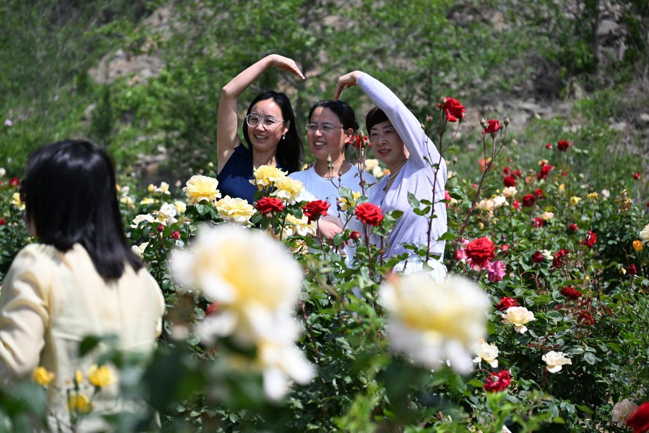 游客在山东省青岛市即墨区马山地址公园的玫瑰园赏花拍照游玩