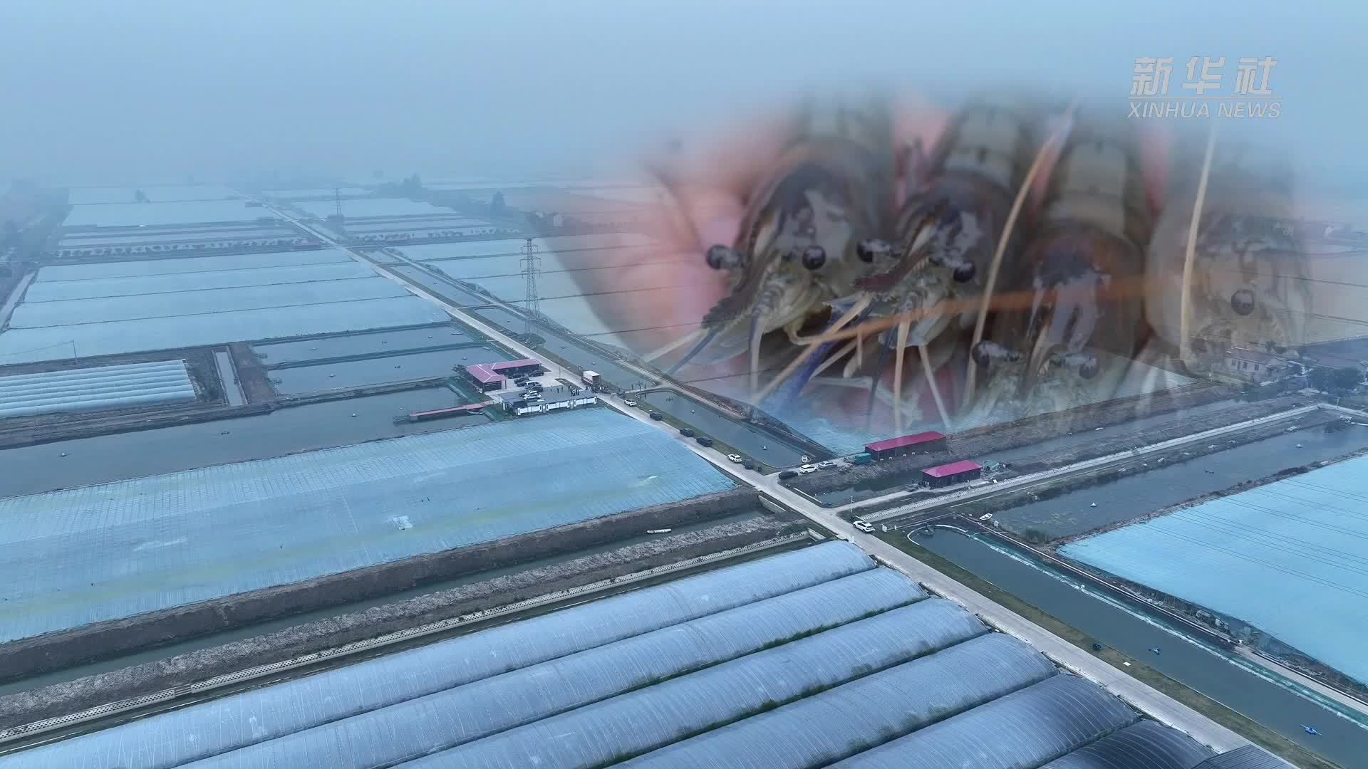 高邮大虾抢“鲜”上市