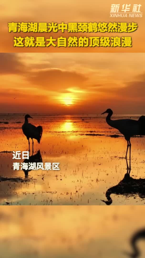 秀我中国｜黑颈鹤邂逅青海湖绝美日出