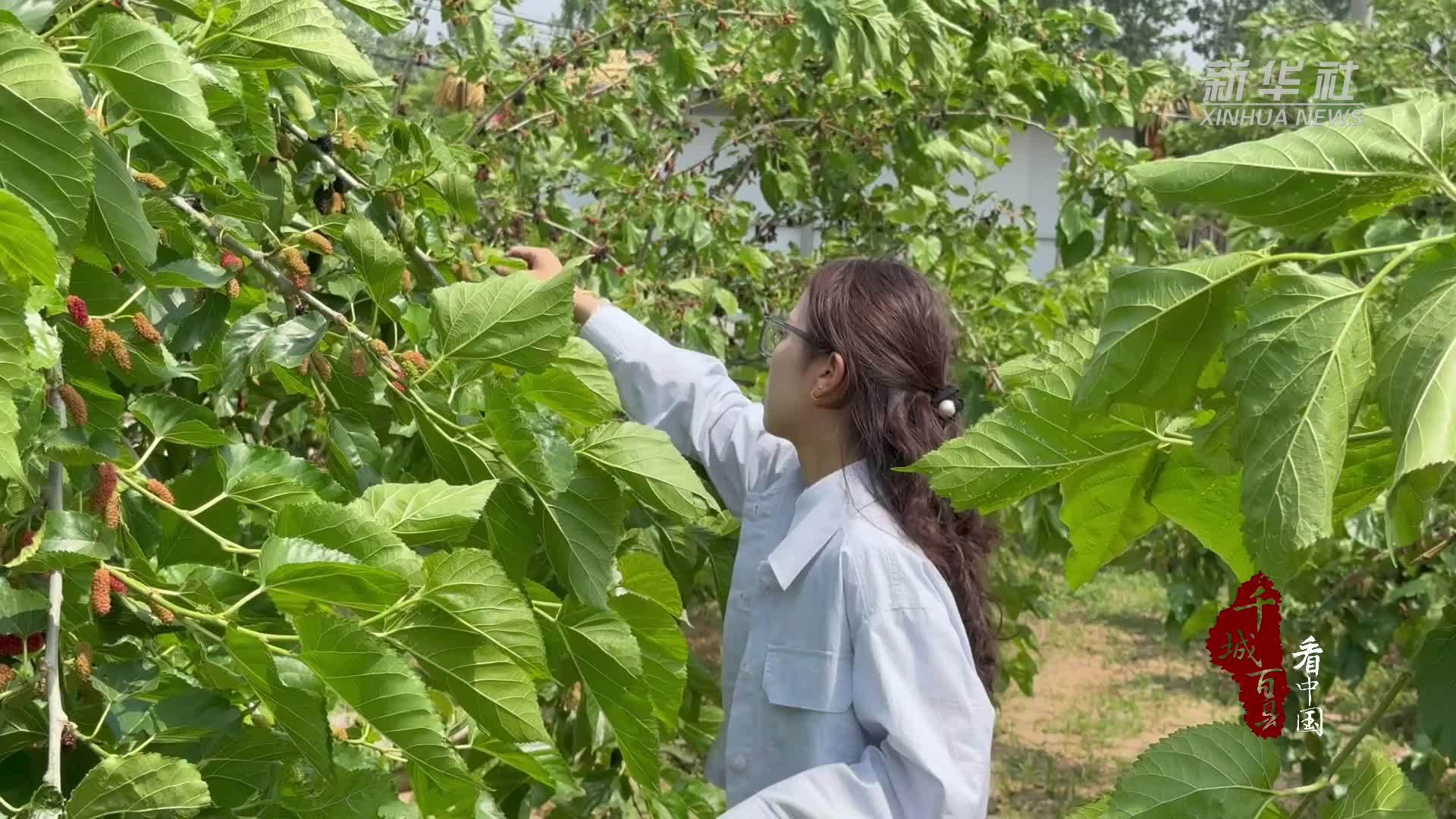 千城百县看中国｜河北广平：桑葚采摘正当时