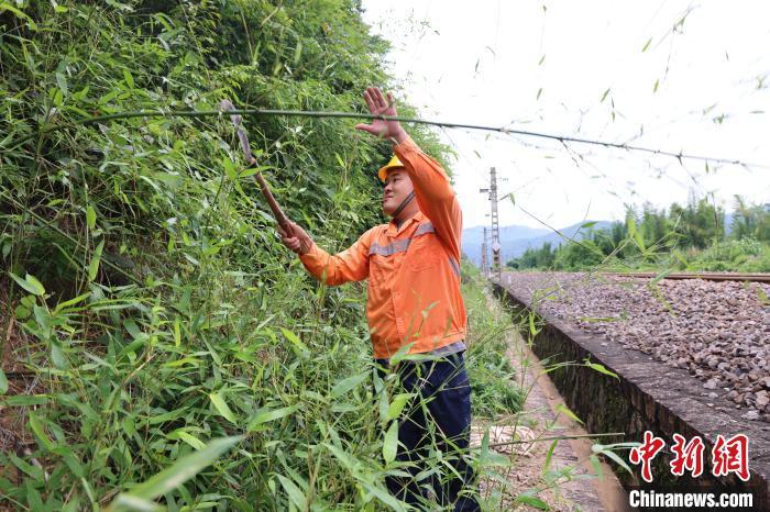 图为南铁巡查人员对倾向铁路的危竹进行砍伐。张强 摄