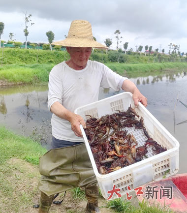 范昭龙展示打捞上来的小龙虾。