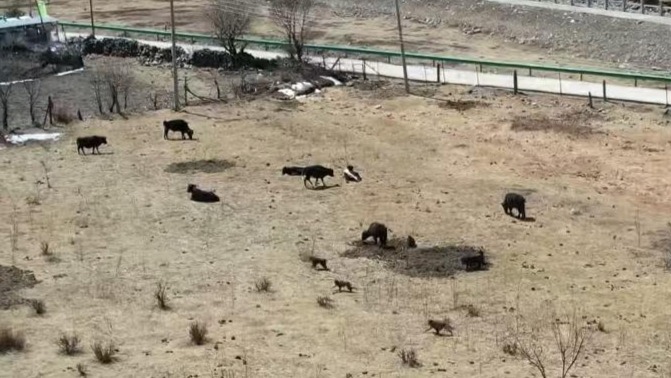 人猴“攻防战”：难守的庄稼与扩张的猴群，部分村民选择放牧搬家