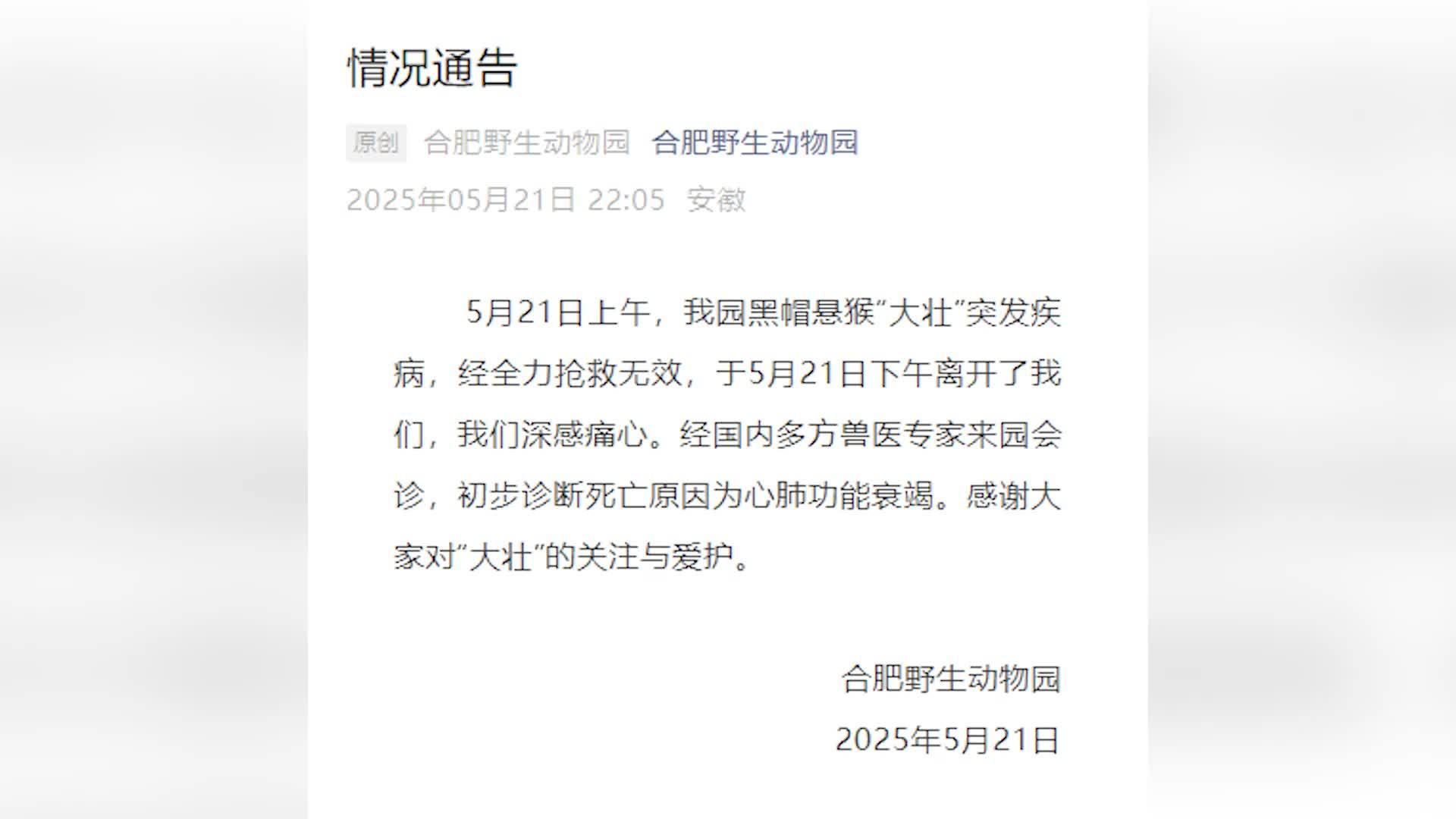 国字脸猴子“大壮”去世，合肥野生动物园：初步诊断死因为心肺功能衰竭