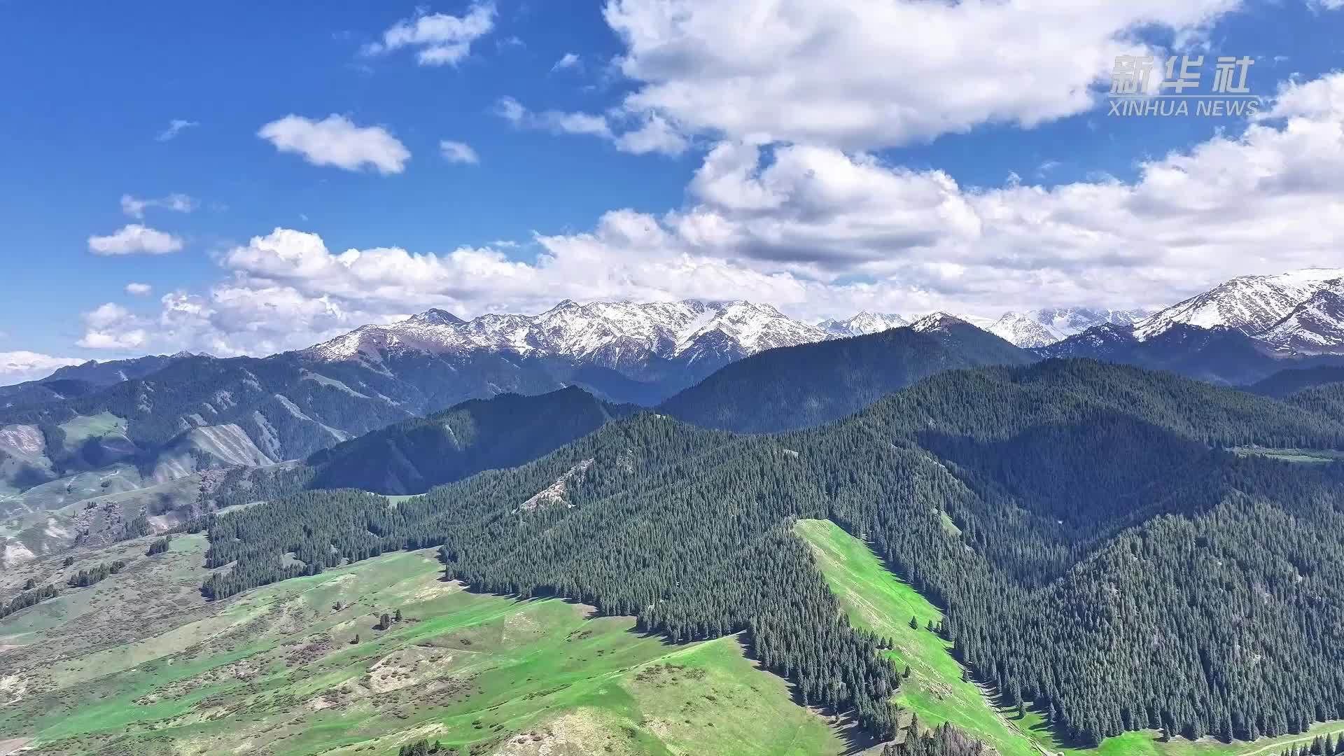千城胜景｜新疆吉木萨尔：松翠草香里的生态牧歌