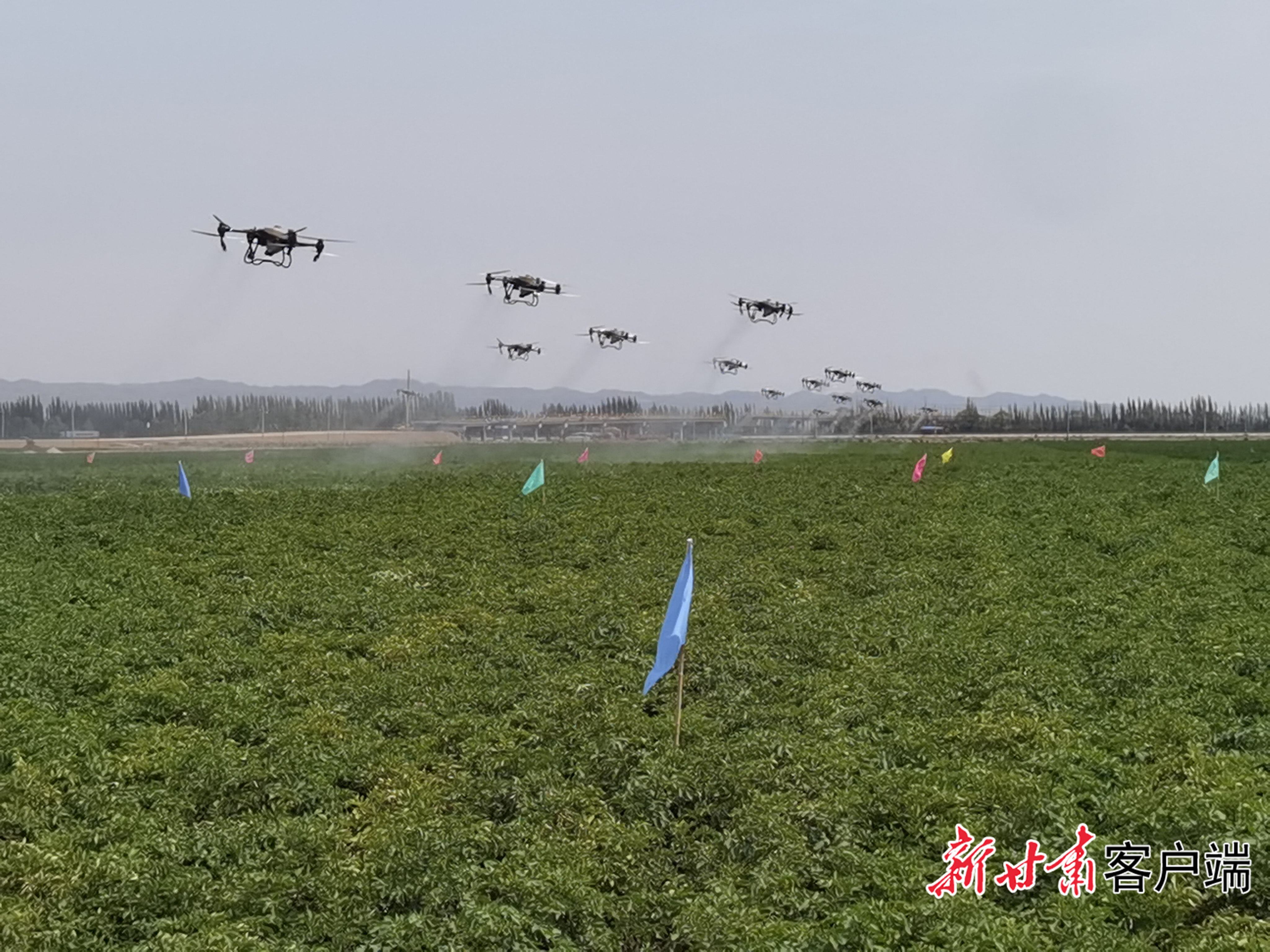 “一喷多促”作业　新甘肃&middot;甘肃日报记者　马国顺　摄