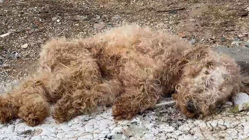 流浪小狗被救助，因受虐经历患上严重分离焦虑