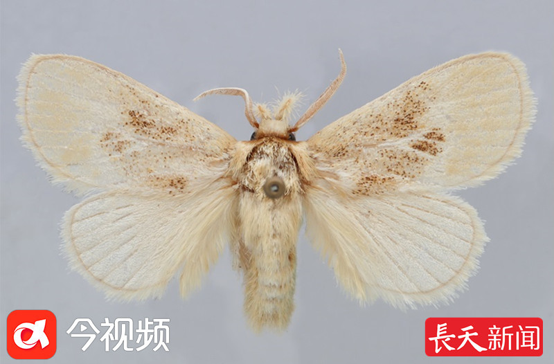 在江西婺源发现的全球昆虫新属新种桂刺蛾