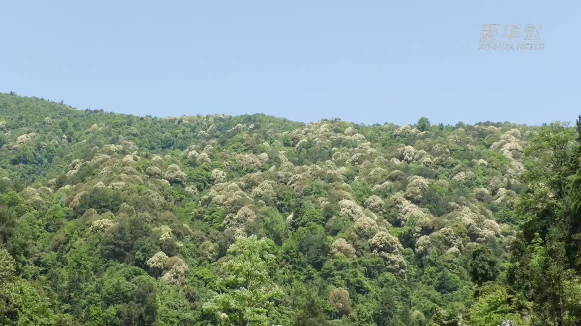 贵州石阡：万亩栲树花进入最佳观赏期