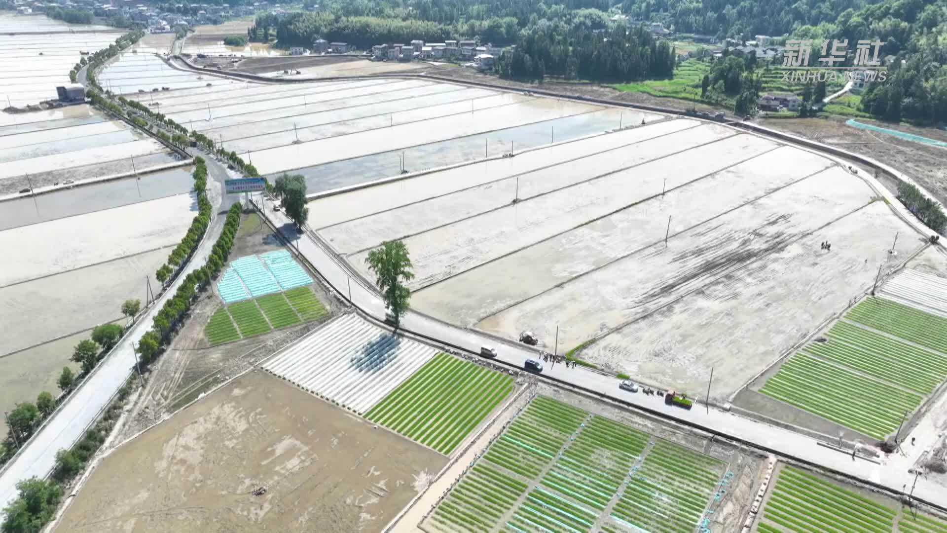 贵州松桃：农机“唱主角”助力水稻种植提质增效