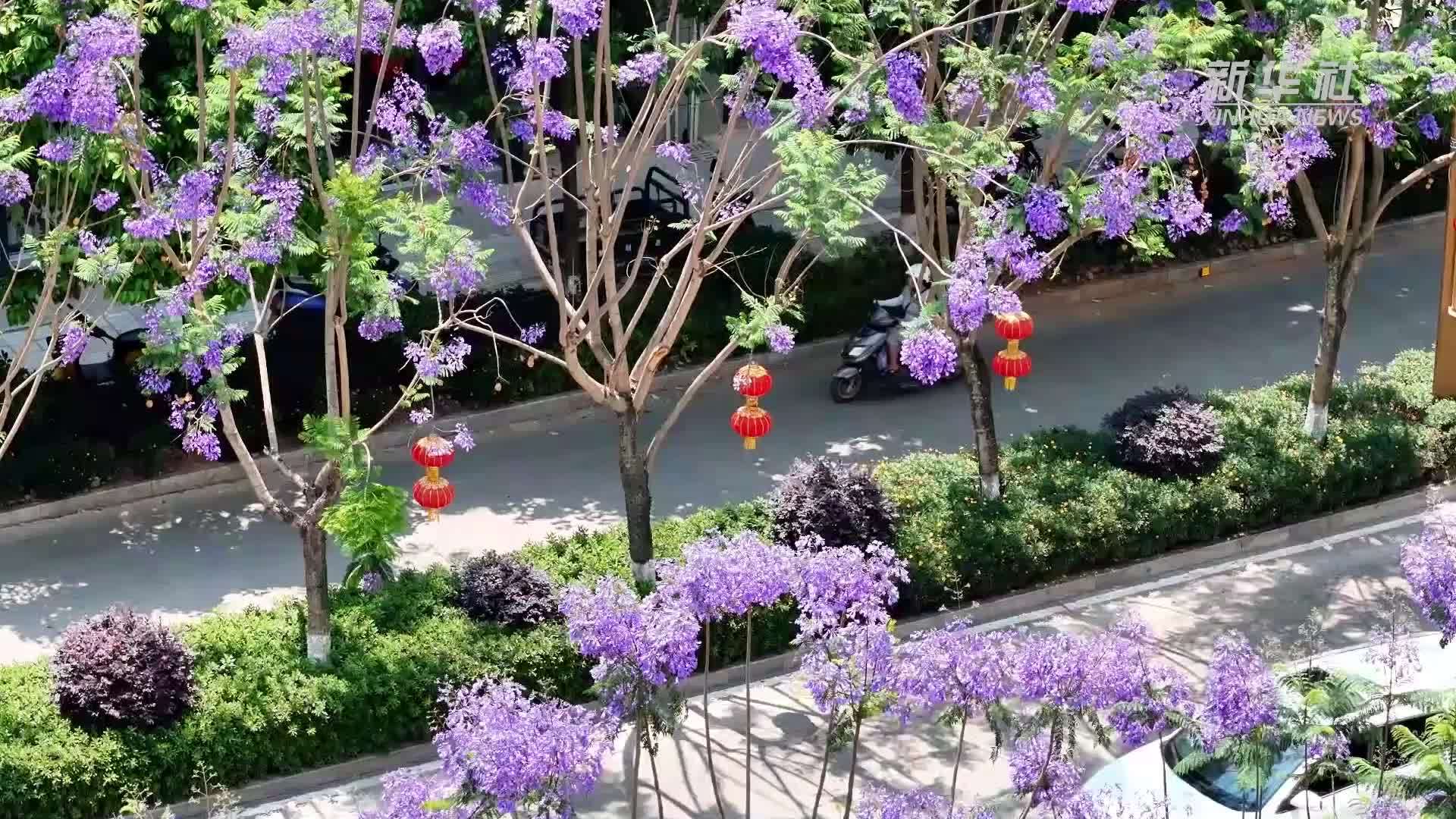 千城胜景｜来云南墨江邂逅蓝花楹的梦幻浪漫