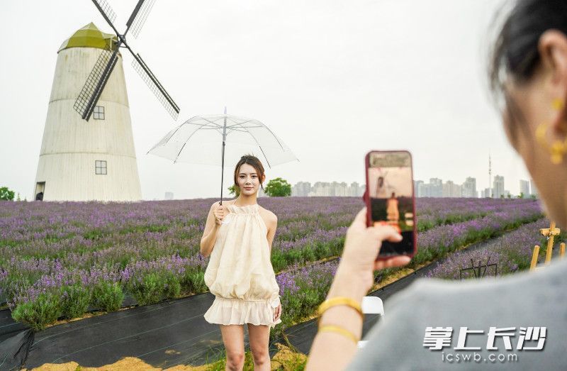 月亮岛南部60000㎡薰衣草、马鞭草正值花期，紫色的花海形成一道浪漫的风景线。