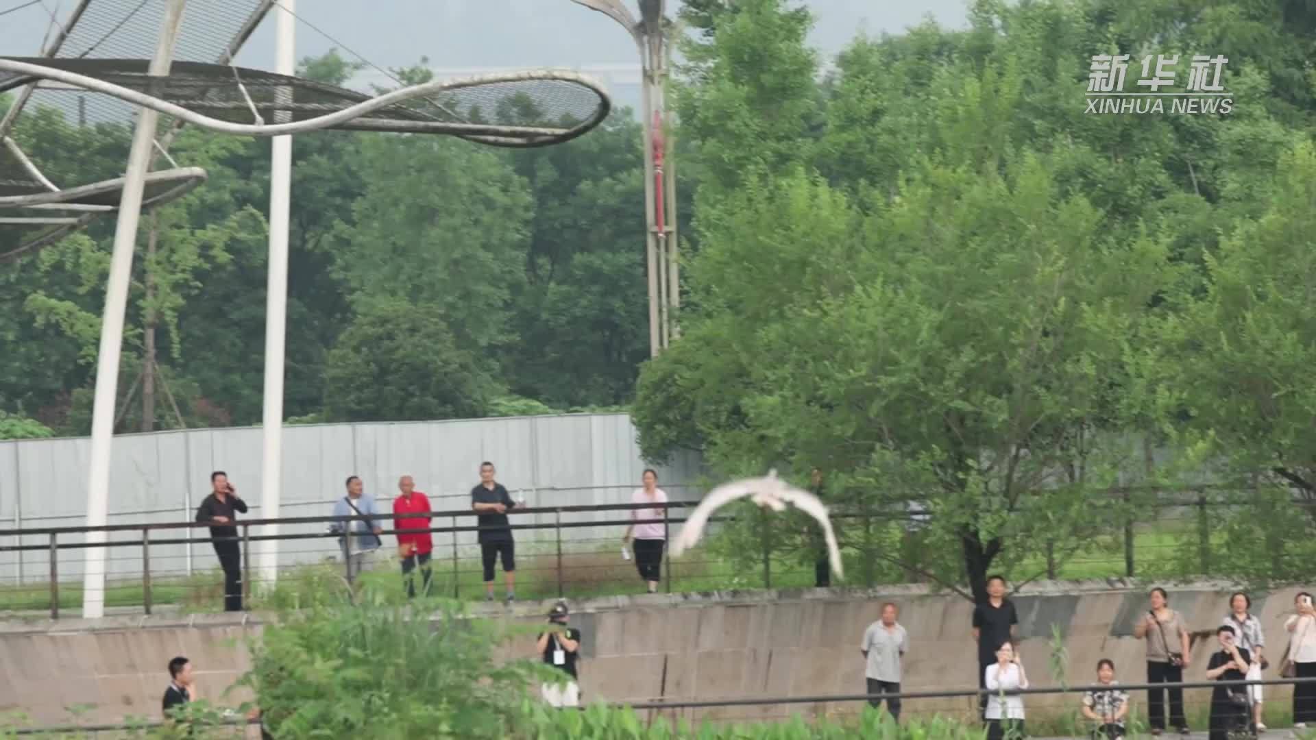 四川沐川：12只朱鹮成功野化放飞大自然