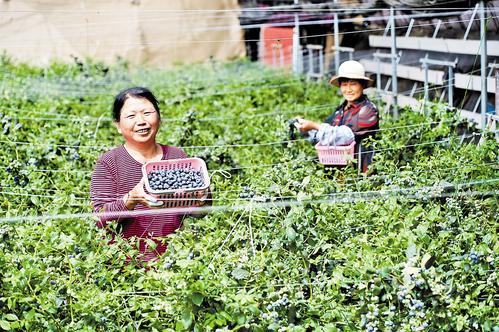 4月30日，北京新发地助力乡村振兴（冀州）示范园区，工人高兴地展示刚采收的蓝莓。