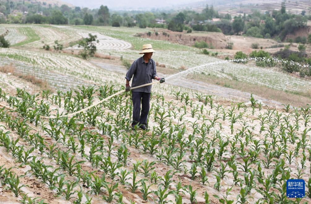 5月21日，在甘肃省定西市通渭县寺子川乡，农民给玉米地浇水。新华社发（王克贤　摄）