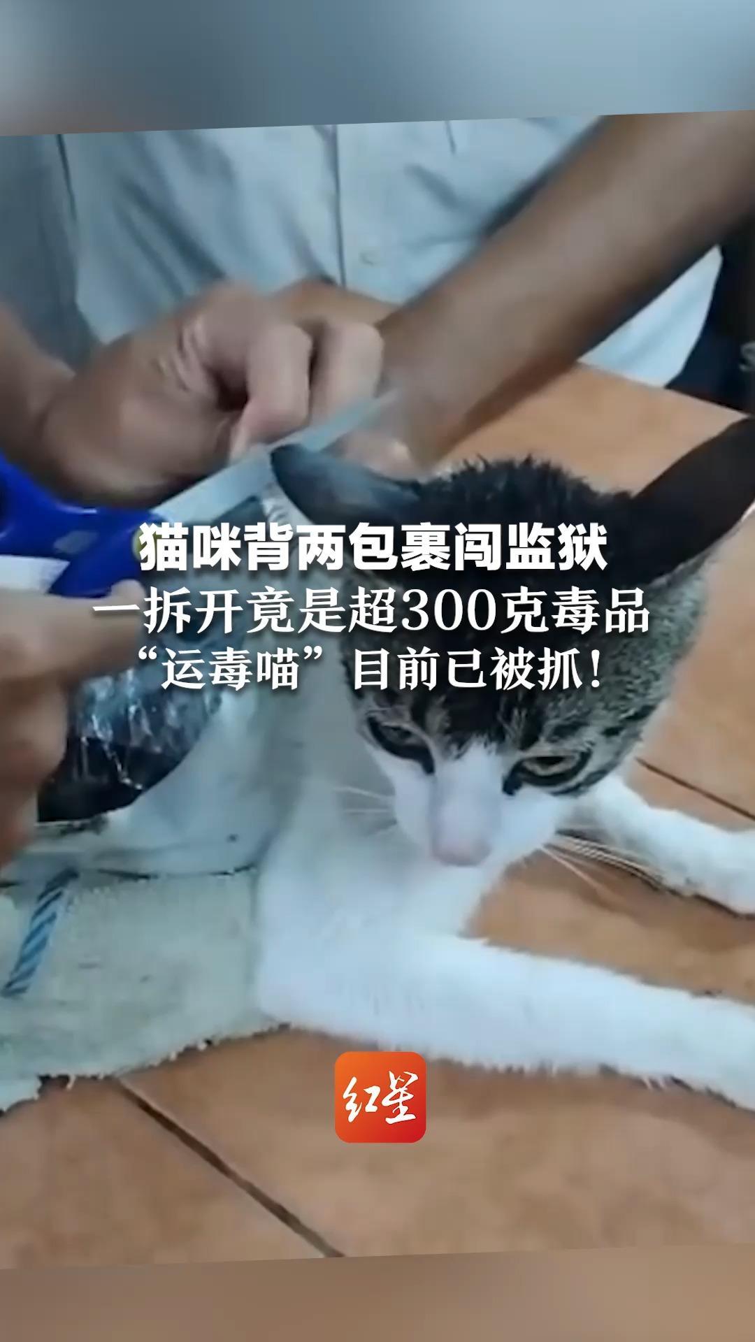 猫咪背两包裹闯监狱   一拆开竟是超300克毒品  “运毒喵”目前已被抓