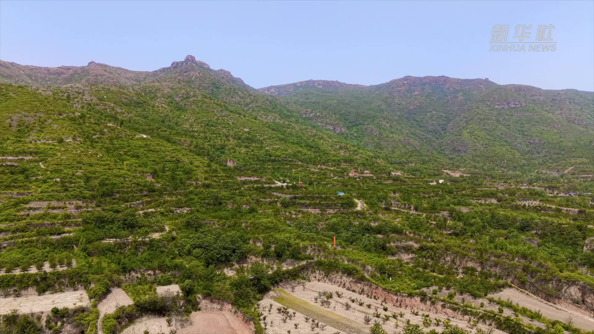 千城胜景｜河南禹州：杏果飘香缀满枝